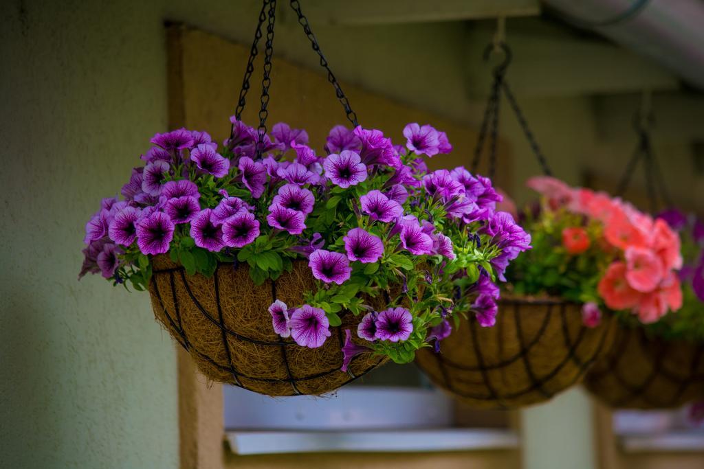 Guest House A'Storia Ruma Zewnętrze zdjęcie